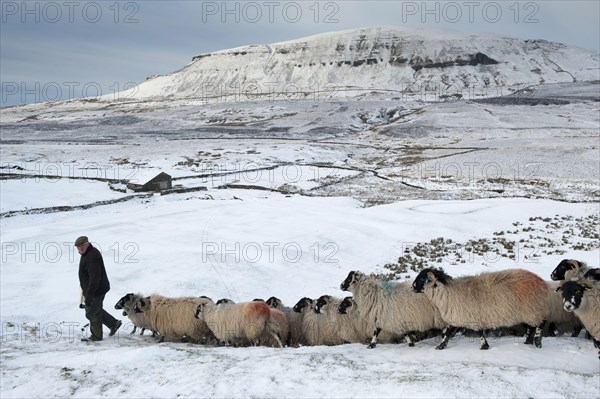 Dalesbred Sheep