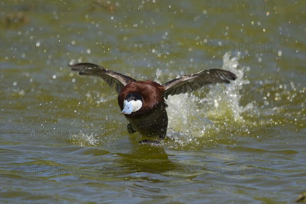 Ruddy duck