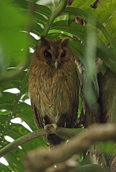Jamaican owl