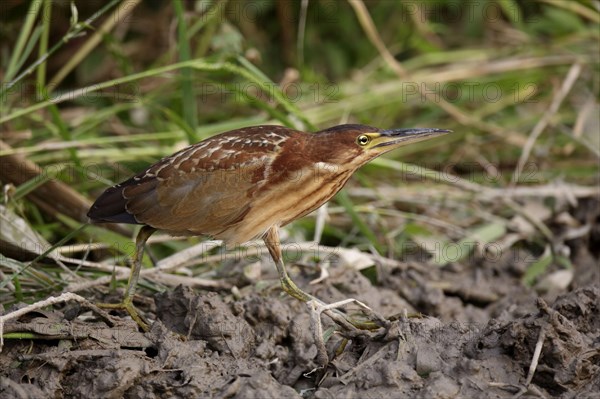 Von Schrenck's von schrenck's bittern