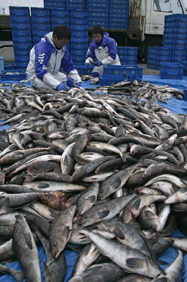 Commercial fishing catch with fishermen