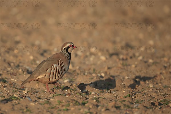 Red-legged Partridge