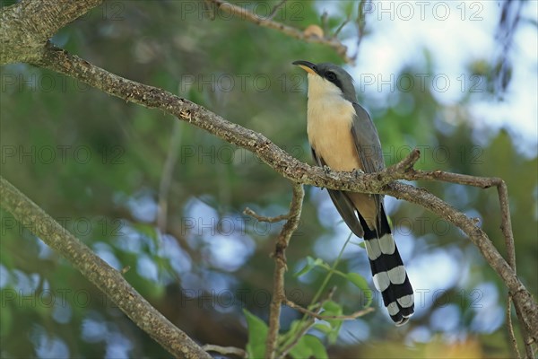 Mangrove Cuckoo