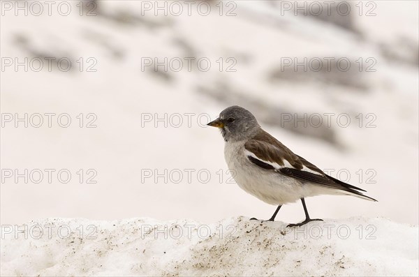 White-winged Snowfinch