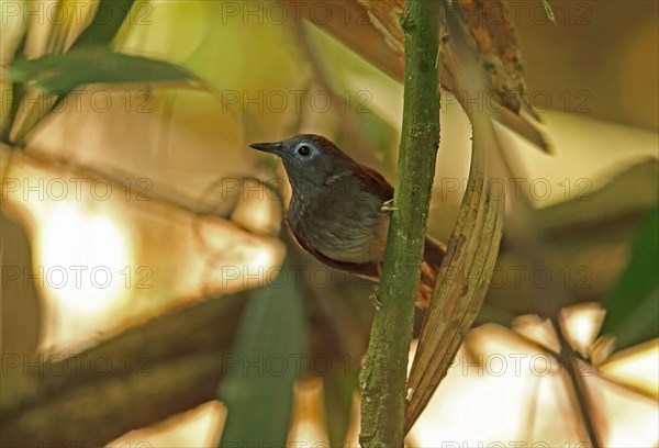 Red-winged Thrush