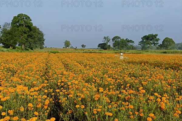 Floriculture