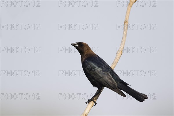 Brown-headed Cowbird