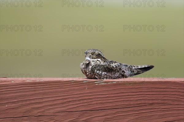 Common nighthawk