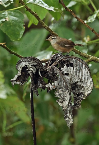 Buffalo-breasted Wren