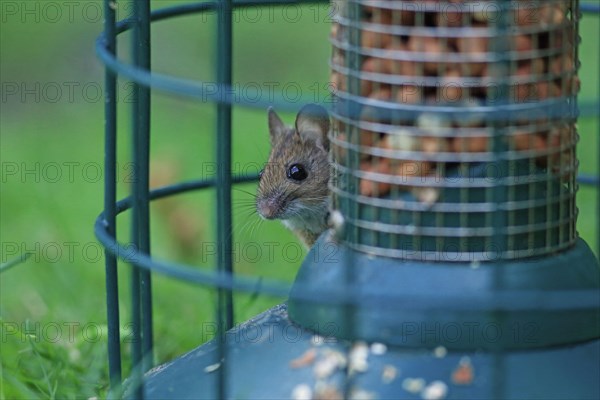 Wood Mouse