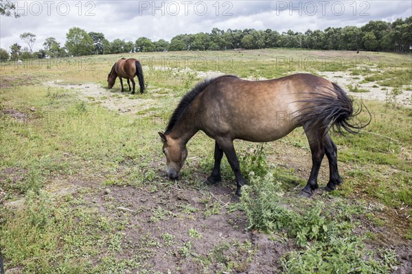 Welsh Mountain Ponies