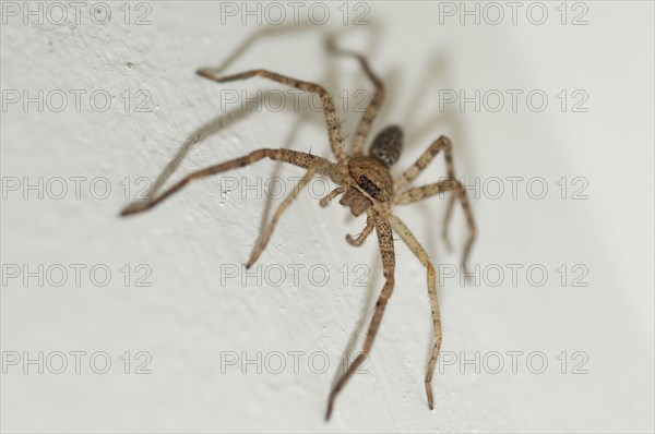 Brown Huntsman Spider