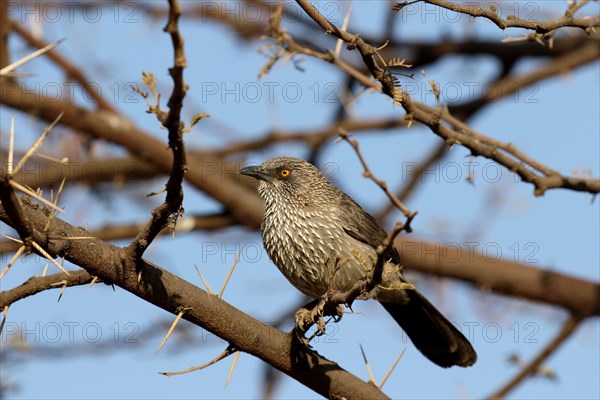 Arrow-marked Babbler