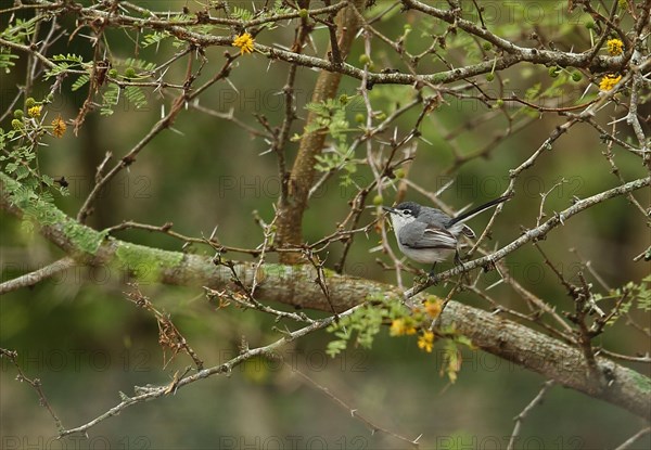 White-lored gnatcatcher