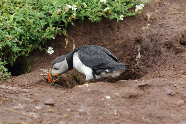 Puffin