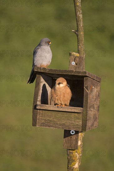 Red-Footed Falcon