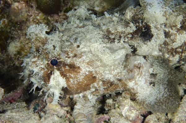 Frogfish