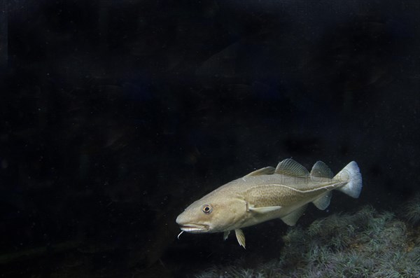 Atlantic cod