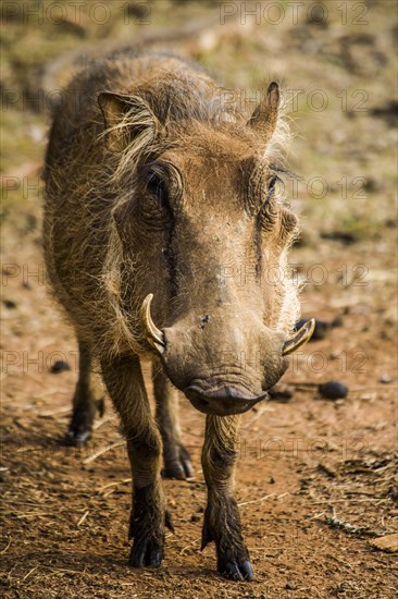 Common warthog