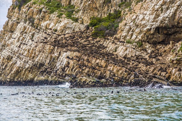 Seal Colony