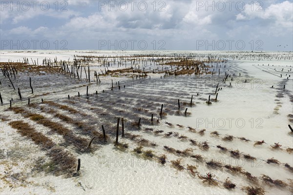 Red algae