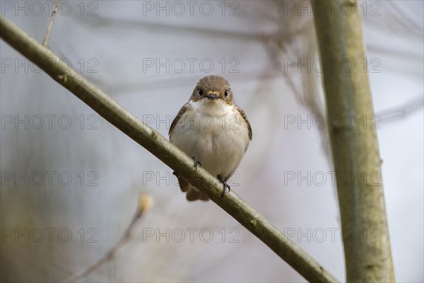 Spotted Flycatcher