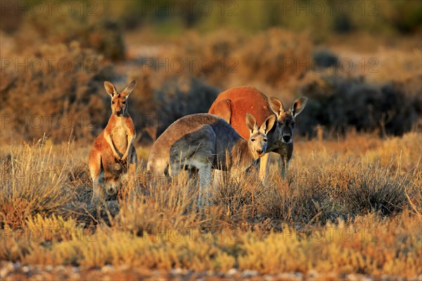 Red kangaroo