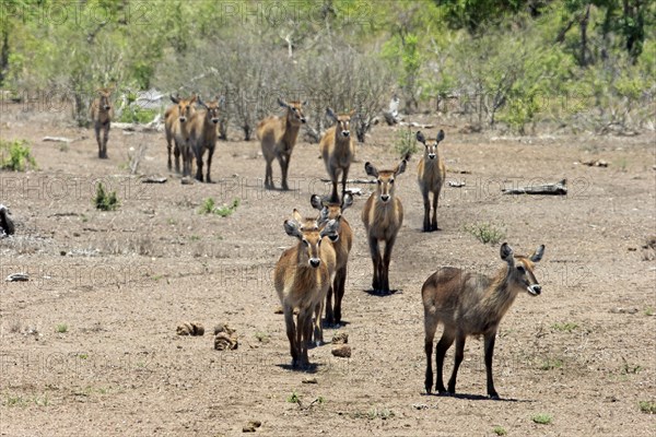 Common Waterbuck