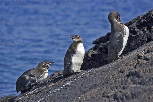 Galapagos Penguin