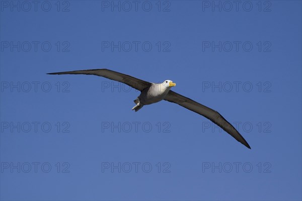 Flying Galapagos Waved Albatross