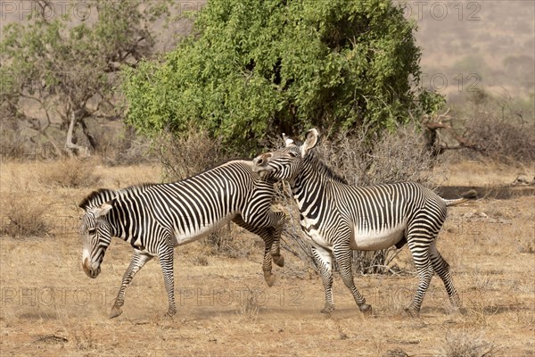 Grevy's grevy's zebra