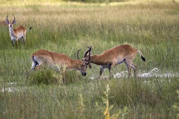 Red lechwe waterbuck