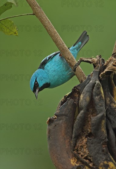 Blue Dacnis