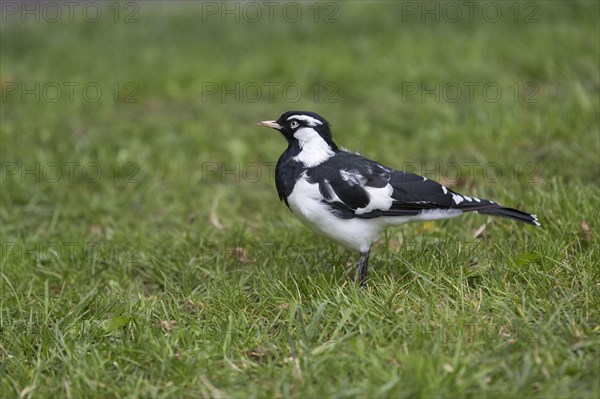 Australian magpie-lark