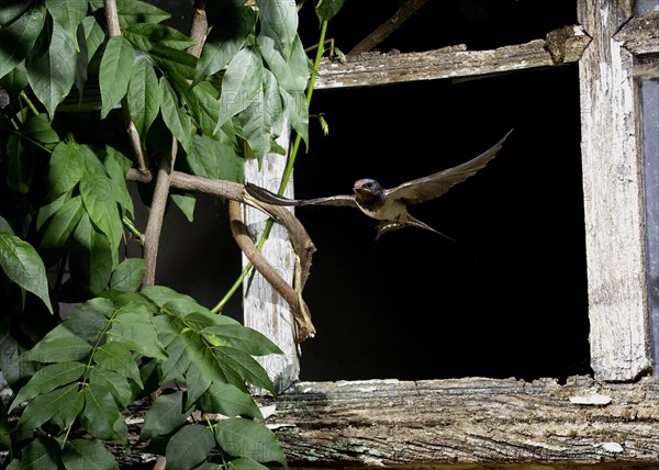 Barn Swallow