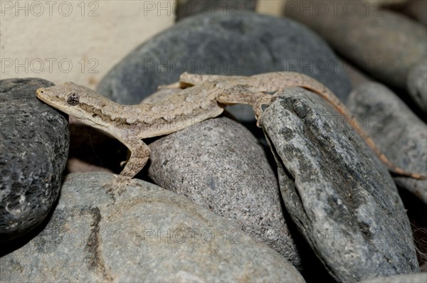 Common House Gecko