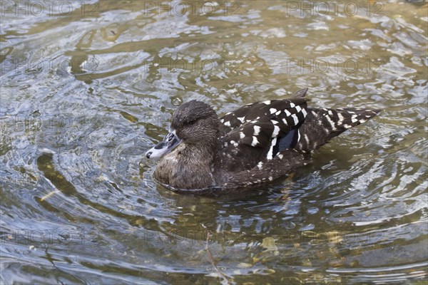 Black Duck