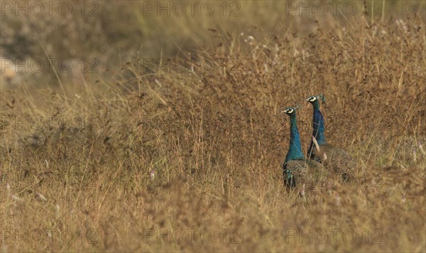 Indian indian peafowl