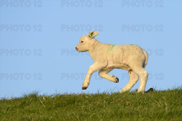 Texel sheep