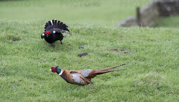 Black grouse