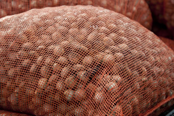 Bags of harvested cockles after picking from cockle beds