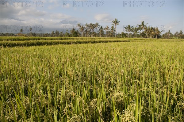 Asian rice