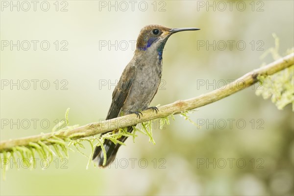 Brown violetear