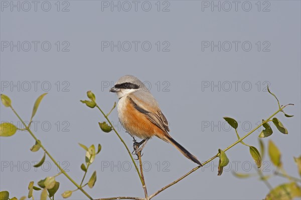 Long-tailed Shrike