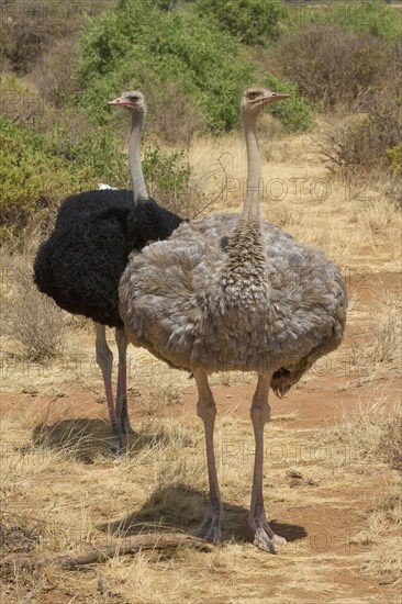 Somali ostrich