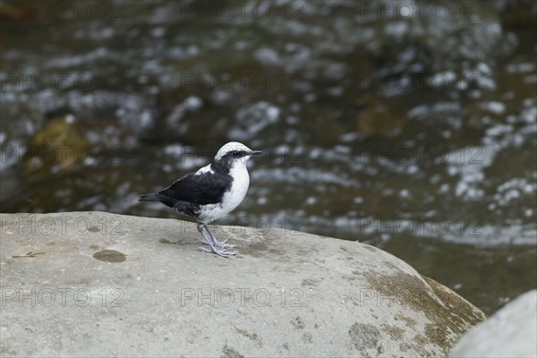 White-capped Dipper