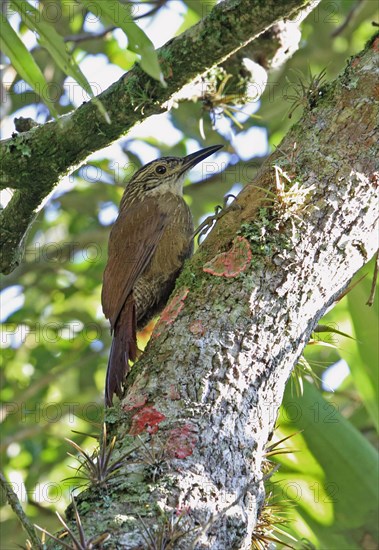 Planalto treecreeper