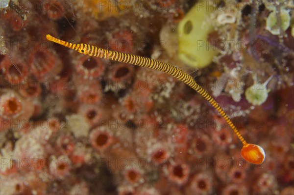 Yellow-banded pipefish