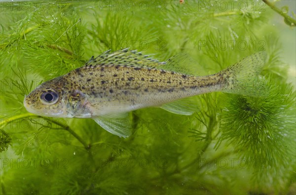 Eurasian Ruffe