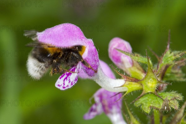 Garden Bumblebee